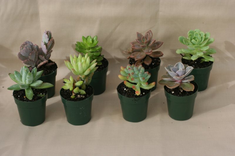 2" pot Succulent Special Order